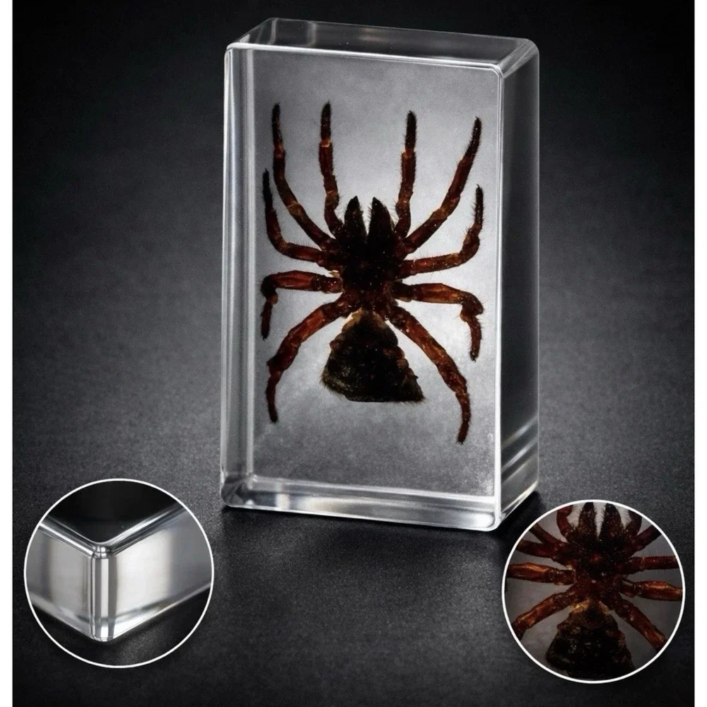 3 Beautiful Taxidermy SEE PICTURES